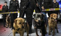 警犬与警花电视剧,忠诚守护，热血青春