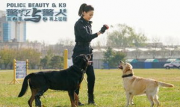 警犬与警花电视剧,忠诚守护，热血青春