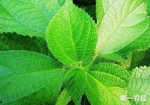 苎麻豆,绿色纤维的天然宝藏与产业应用探索